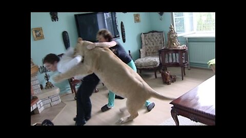 Lion Attacks House Guest