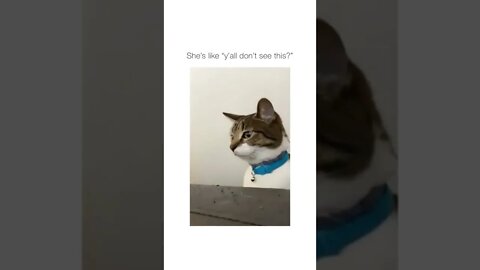 😂 #shorts #shortsvideo #funny #cat