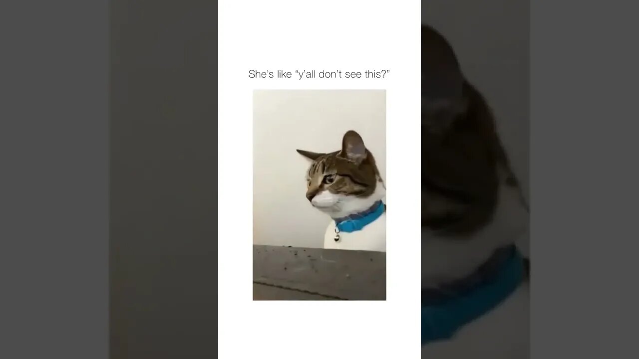 😂 #shorts #shortsvideo #funny #cat