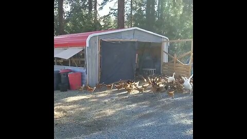 #freerange #chickens #farm #homesteading