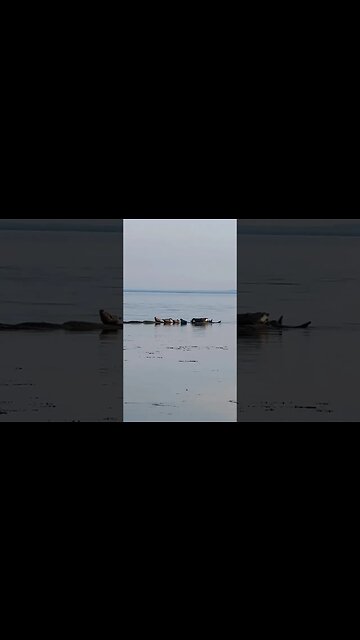 Seals Loafing Around at the Beach 🦭