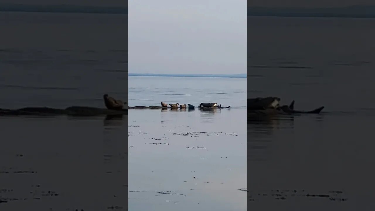 Seals Loafing Around at the Beach 🦭