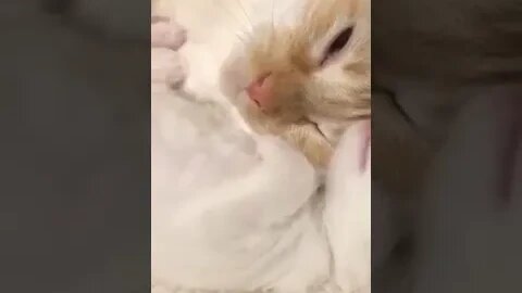 PLAYING CAT VIDEO MEAWWW