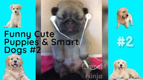 Smart Dogs and Funny Cute Puppies #2