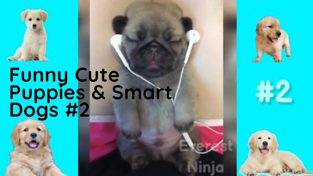 Smart Dogs and Funny Cute Puppies #2