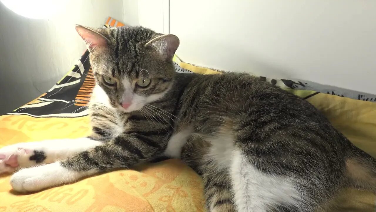 Twisted Funny Cat Has Fainted