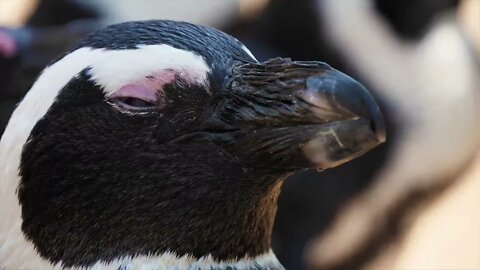 Most travel in cruise ships to view the ice caps and wildlife such as penguins ### 1