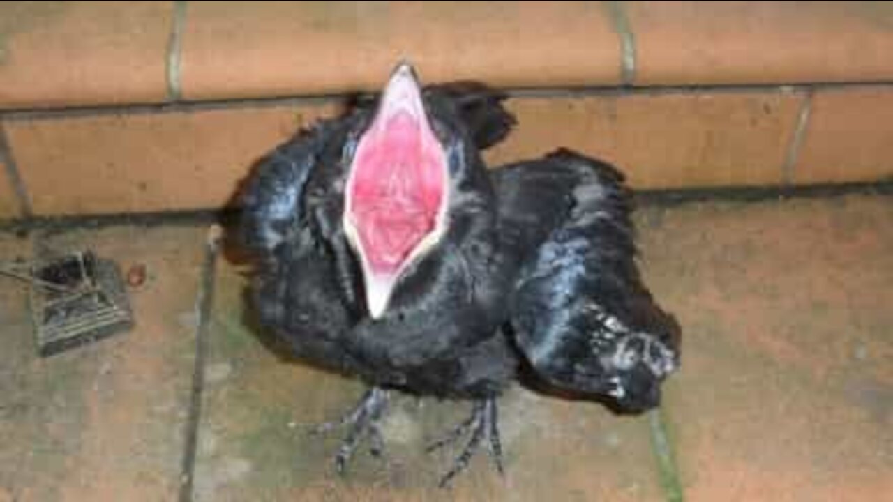 Corvo adora papas de aveia!