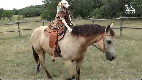 🐴 30 Minutes of Hilarious Horses 😂