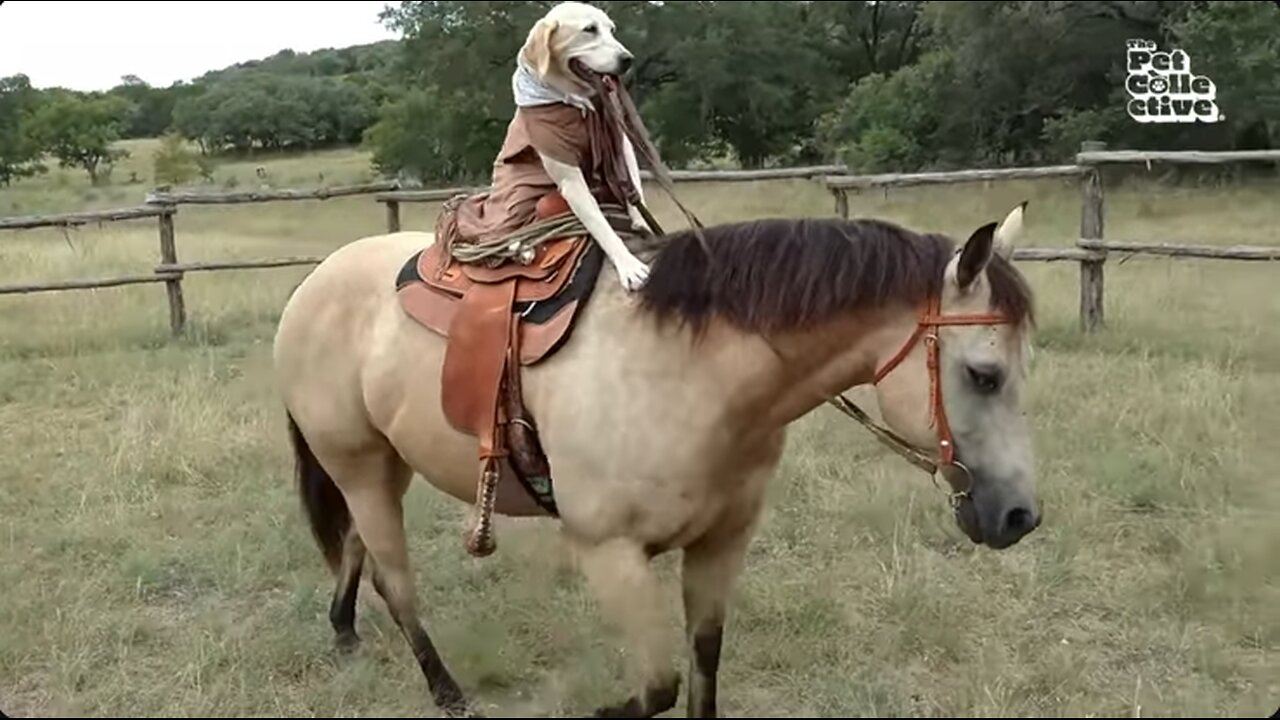 🐴 30 Minutes of Hilarious Horses 😂