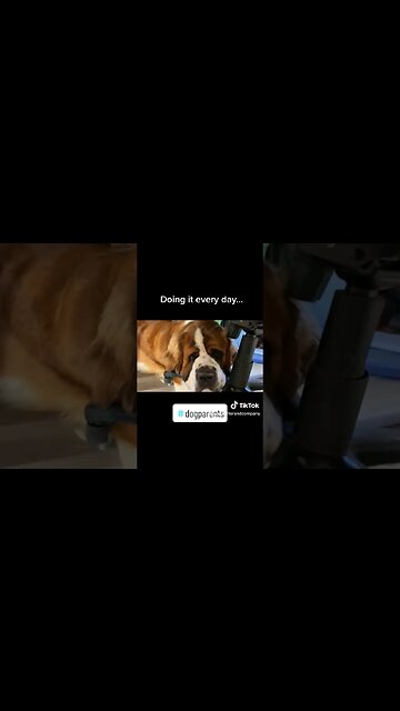 #dog #dogs #saintbernard #tired #nap #cute