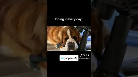#dog #dogs #saintbernard #tired #nap #cute