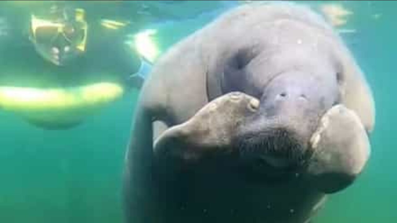 Ce lamantin est adorable quand il se démange!