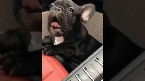 Cute Dog Videos - Hilarious Dog #shorts #animalshorts #funnyvideo #wildlife