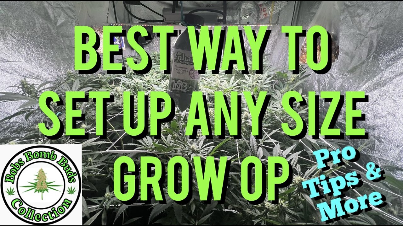 Best way to set up any size marijuana grow tent, room or grow op. See my set up, pro tips and more.