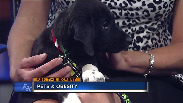 Ask the Expert: Controlling pet obesity