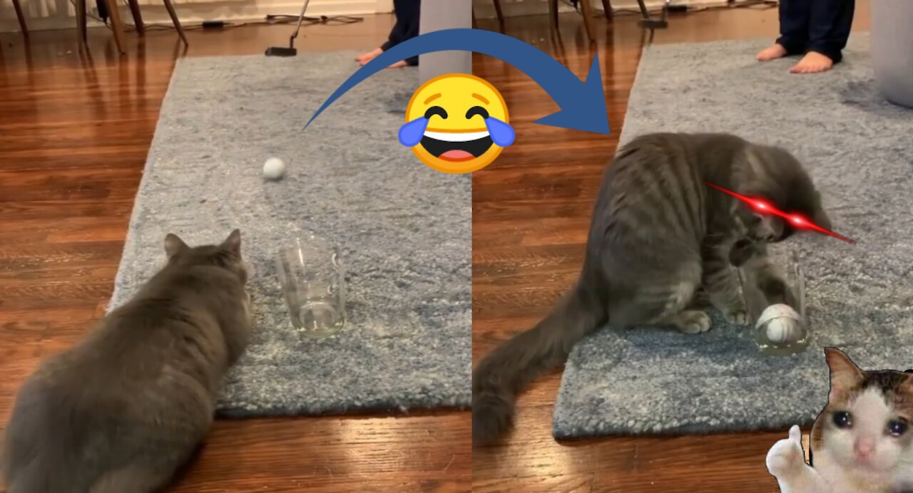 Cute pussy helps owner play golf ! GOT FUNNY 🤣