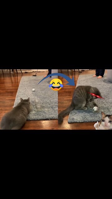 Cute pussy helps owner play golf ! GOT FUNNY 🤣