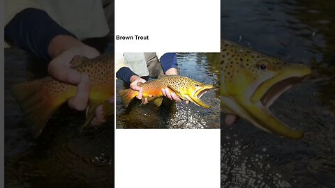 Types Of Trout