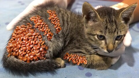 get rid of kittens' ticks