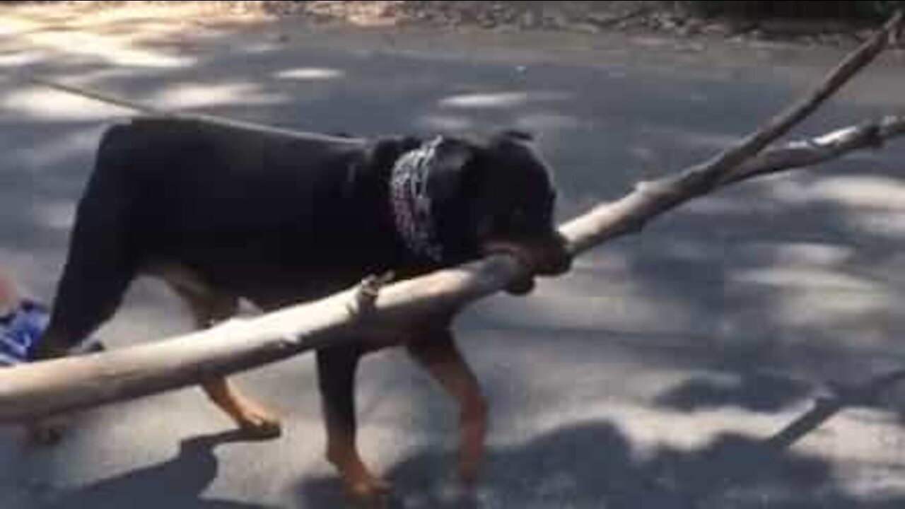 Questo Rottweiler ha una passione speciale per i rami giganti!