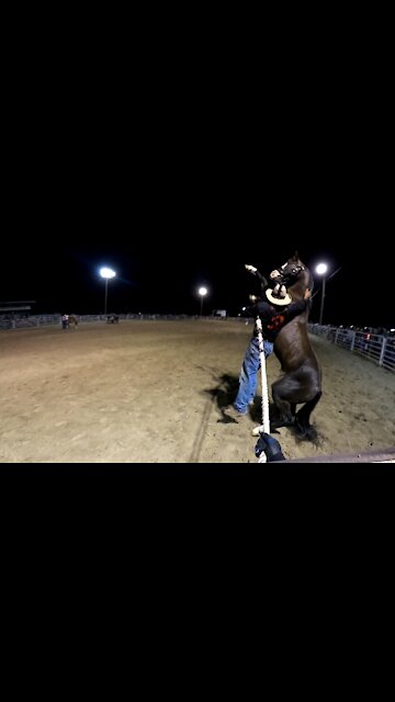 Wild Horse Racing 2020