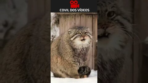 A raça de gatos mais gordinhos