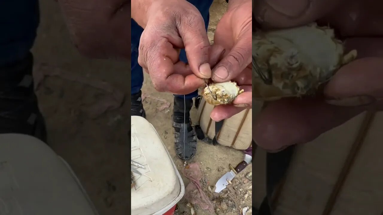 طريقة التطعيم بالعكريش، الطعم الفتاك الذي تعشقه جميع الاسماك 🐟🐟🎣 #ملتقى_الرياس