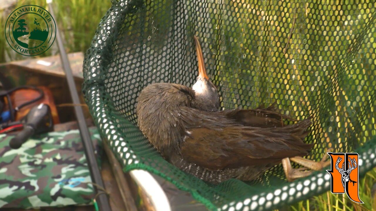 Season 3, Ep. 10: Marsh Hens | Altamaha River Sportsman