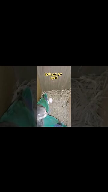 كوبل طيور الروز الناذرة كيوت