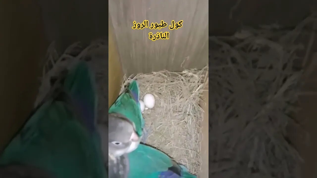 كوبل طيور الروز الناذرة كيوت