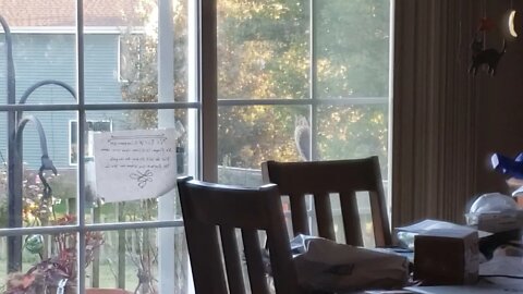 Coopers Hawk attacked by Squirrel?