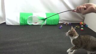 Sweet Playing Cat