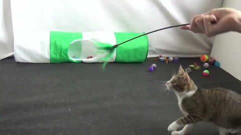 Sweet Playing Cat