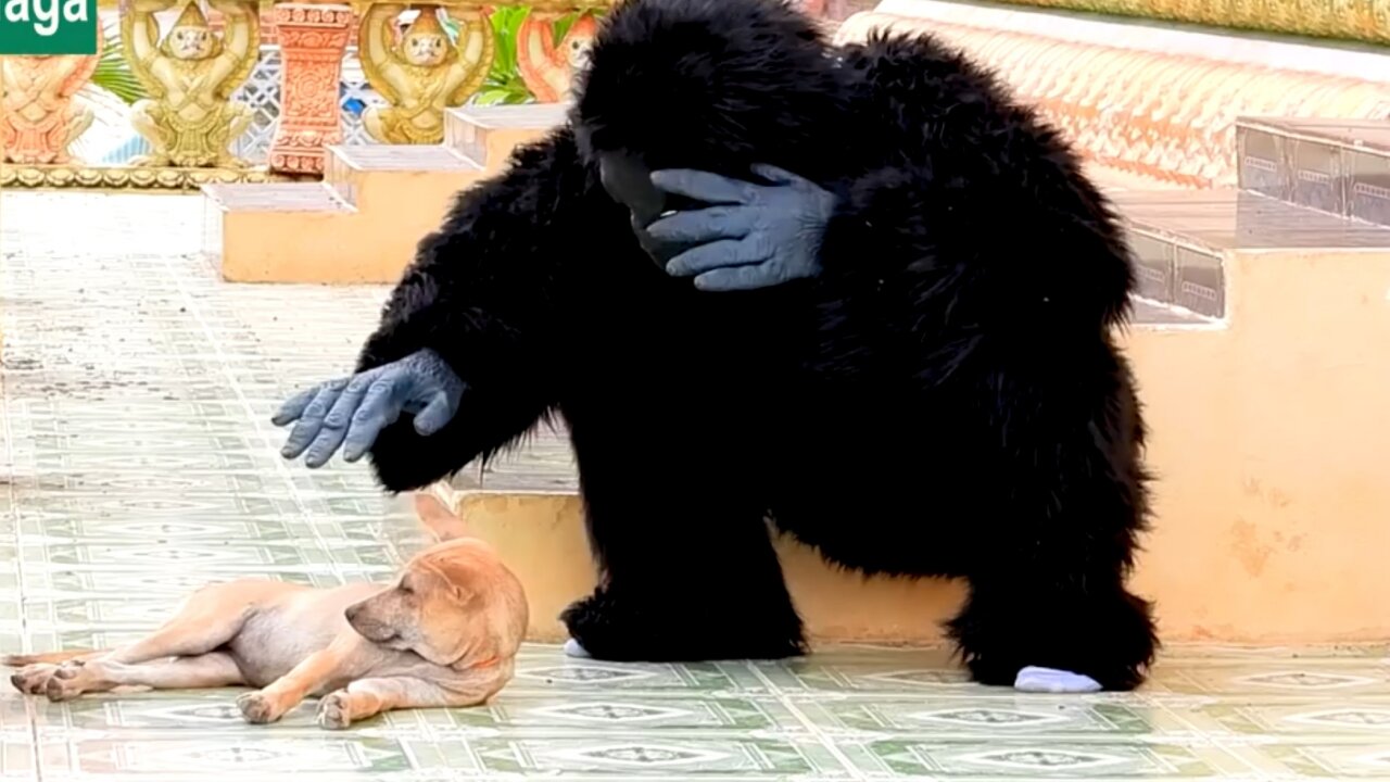 Fake Gorilla prank Dogs make Funny feeling