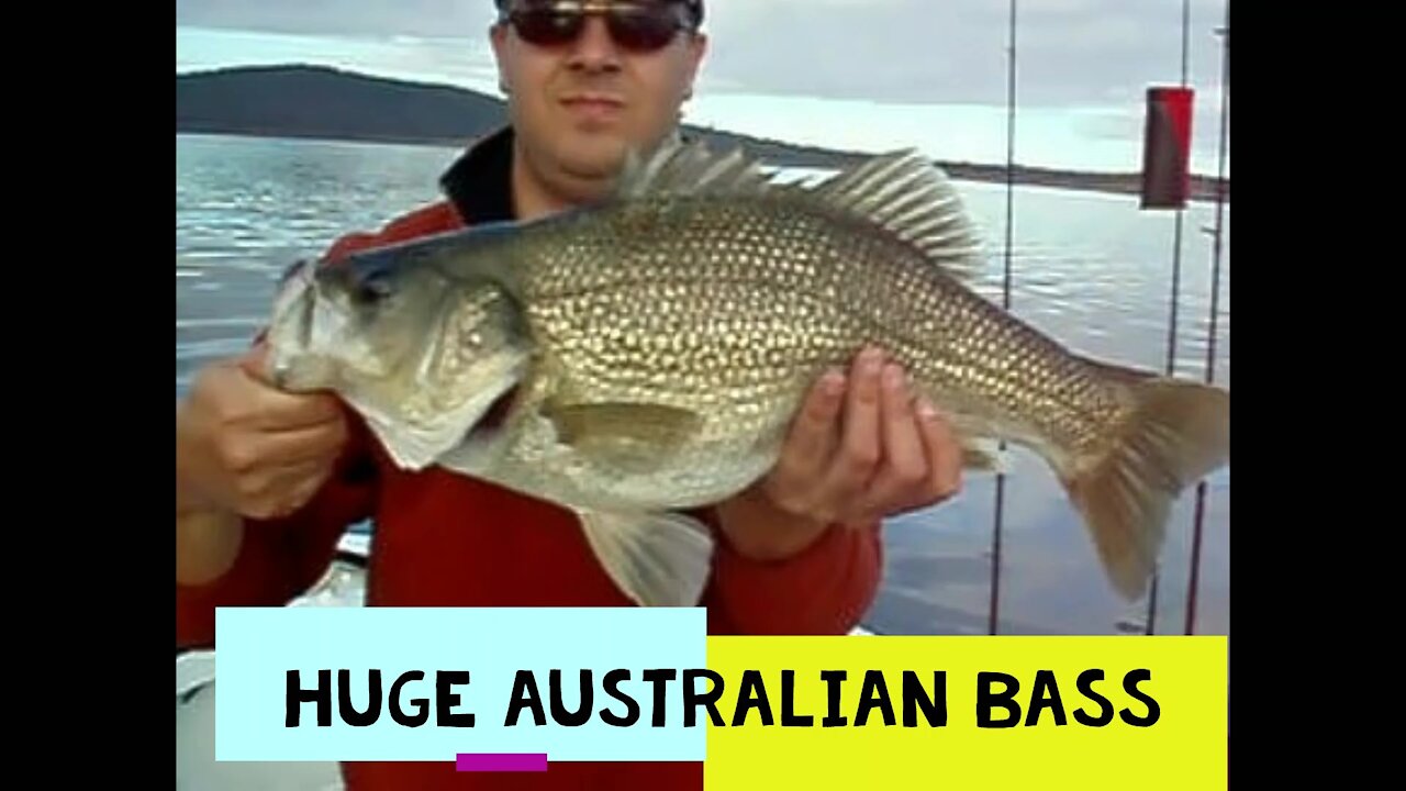 HUGE AUSTRALIAN BASS CAUGHT