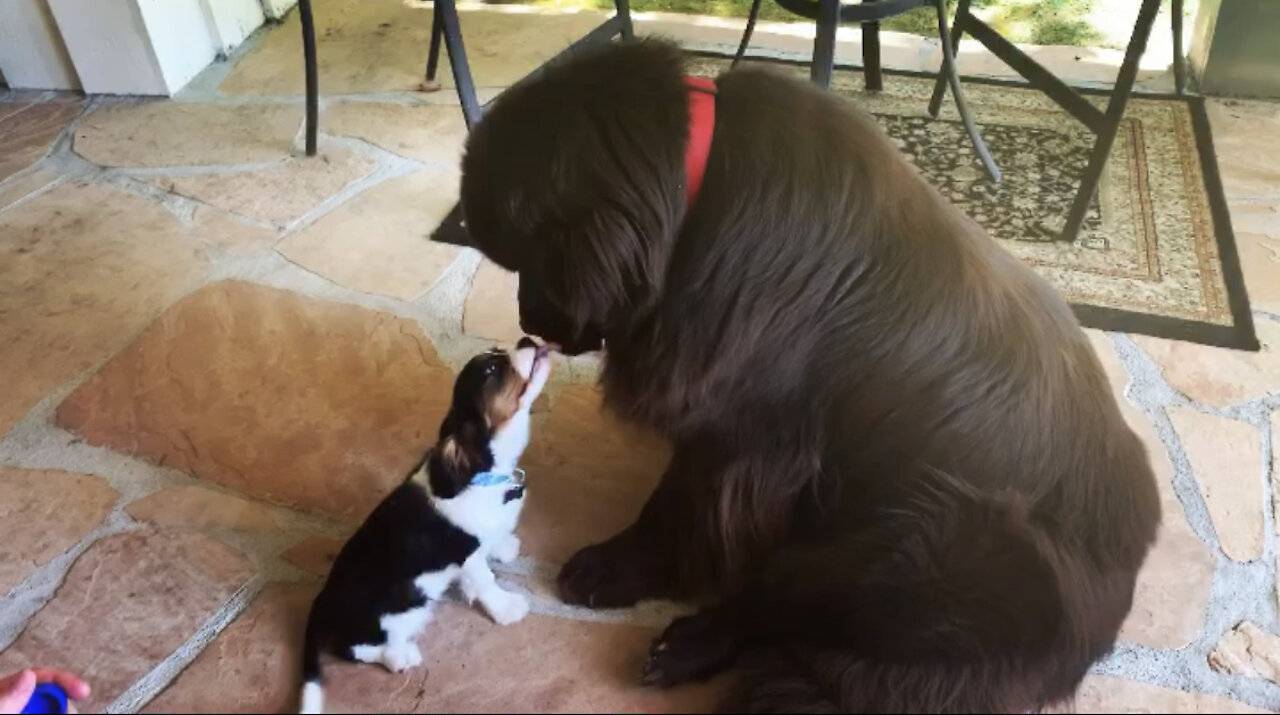 Huge Newfoundland meets tiny Cavalier Spaniel puppy for the first time