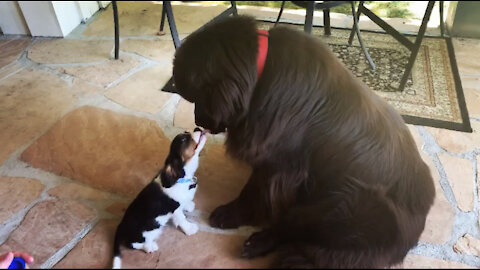 Huge Newfoundland meets tiny Cavalier Spaniel puppy for the first time