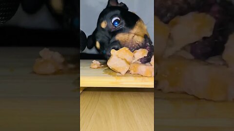 Rottweiler ASMR #shorts #short #viral #asmr #subscribe