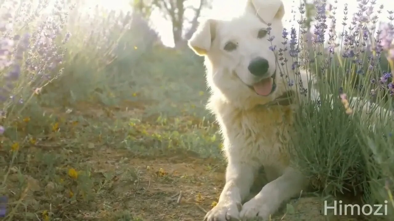 Cute little animals, dog sound, cow sound, cat sound, elephant sound, chicken sound %% 5