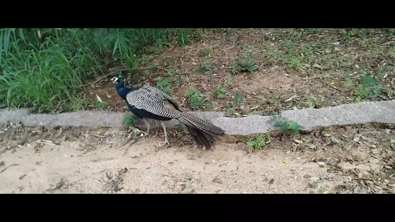 Peacock in front of me