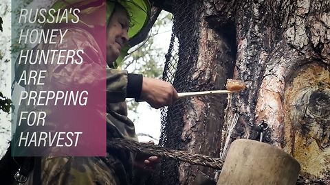 Inside the lives of Siberian honey hunters