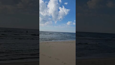 Olive Shores