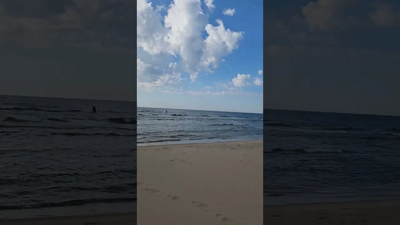Olive Shores