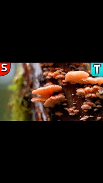 Most Beautiful Mushroom | Rosy Oysterling (Scytinotus longinquus) #SHORTS