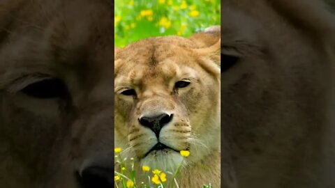 African Lioness, Big Wild Cats