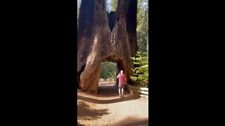 Yosemite Redwoods