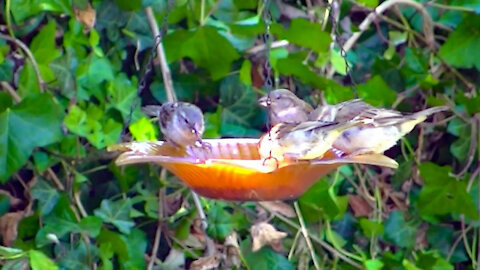 IECV NV #436 - 👀House Sparrows Drinking And Bathing And Eating 🐤🐤🐤🐤🐤7-23-2017