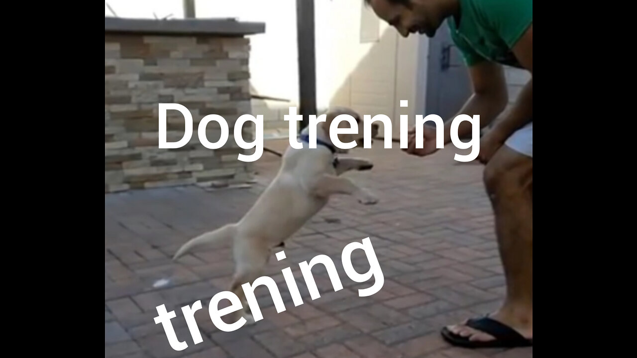 Dog trening video