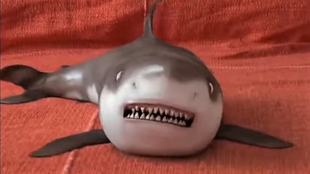 Cutest Baby Shark Happy Shark Funny Shark Cute Animals Reaction